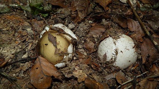 hadovka smradľavá  Phallus impudicus L. O. Andersson