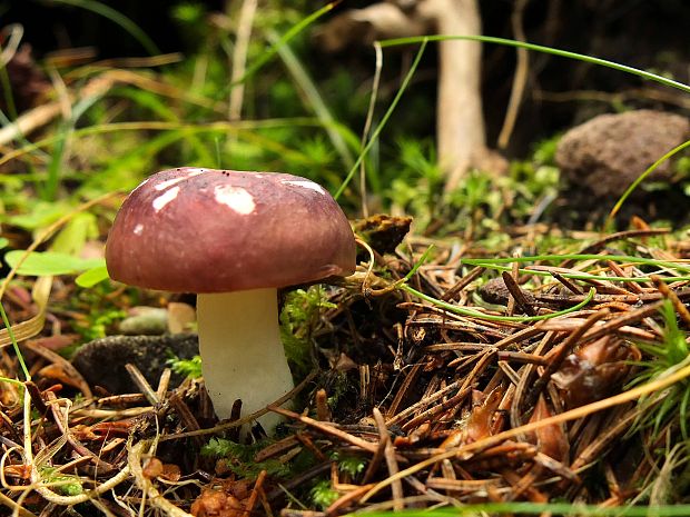 plávka obyčajná Russula integra (L.) Fr.