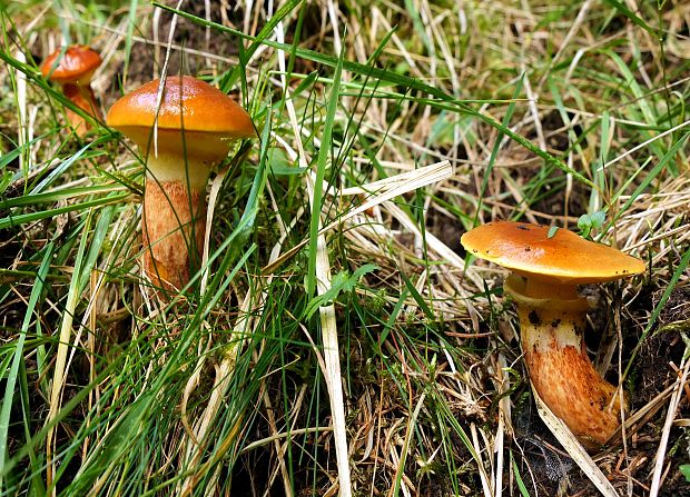 masliak smrekovcový Suillus grevillei (Klotzsch) Singer