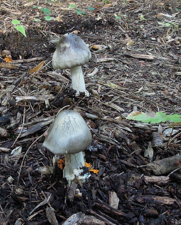 pošvovec čiernovláknitý Volvariella volvacea (Bull.) Singer