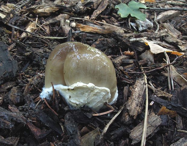 pošvovec čiernovláknitý Volvariella volvacea (Bull.) Singer