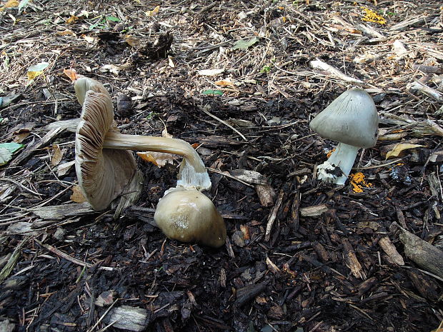 pošvovec čiernovláknitý Volvariella volvacea (Bull.) Singer