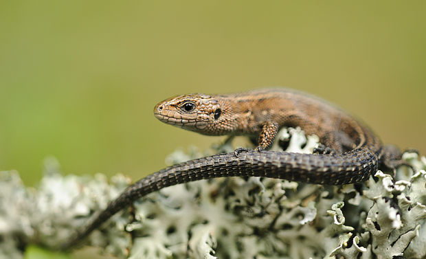 jašterica živorodá Zootoca vivipara