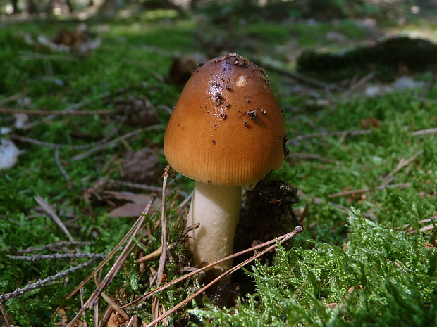 muchotrávka plavohnedá Amanita fulva Fr.