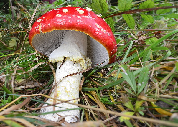 muchotrávka červená Amanita muscaria (L.) Lam.