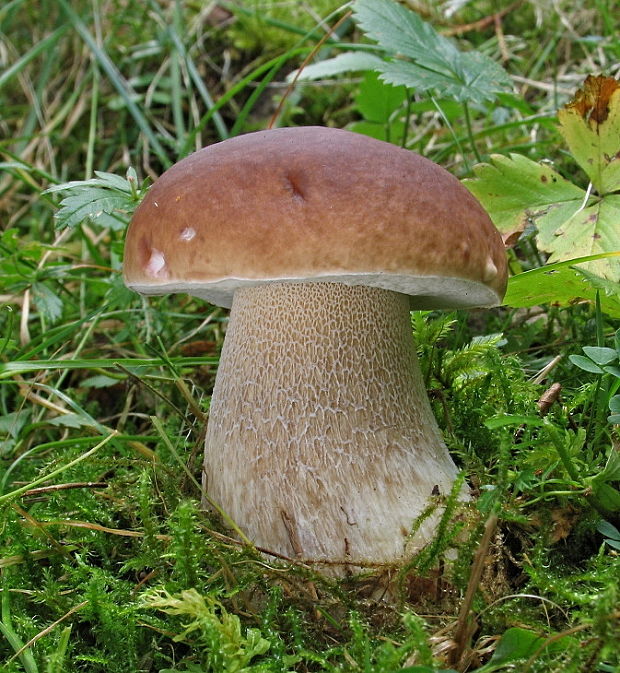 hríb smrekový Boletus edulis Bull.