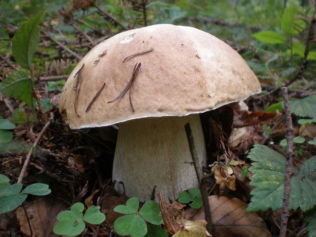 hríb smrekový Boletus edulis Bull.