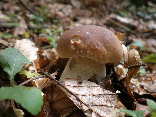 hríb smrekový Boletus edulis Bull.