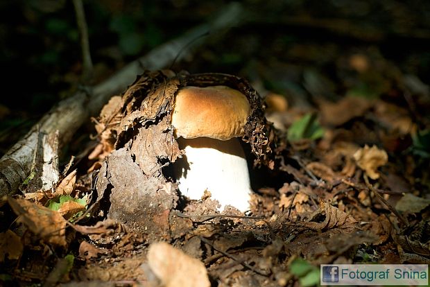 hríb dubový Boletus reticulatus Schaeff.