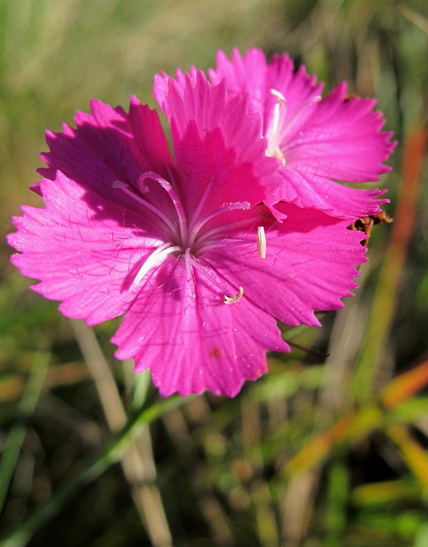 klinček kartuziánsky Dianthus carthusianorum L.