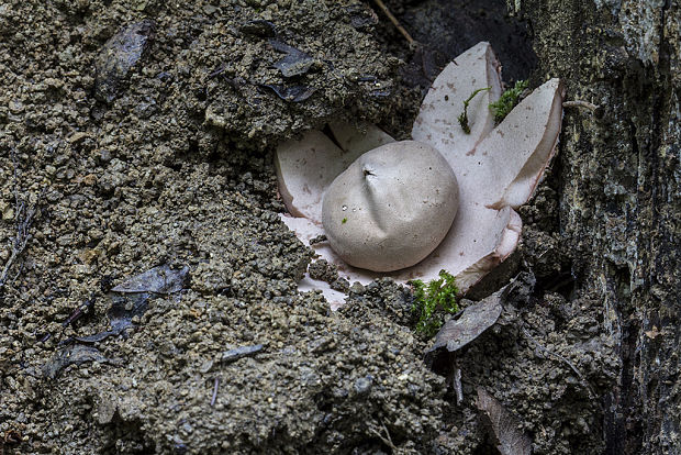 hviezdovka červenkastá? Geastrum rufescens Pers.