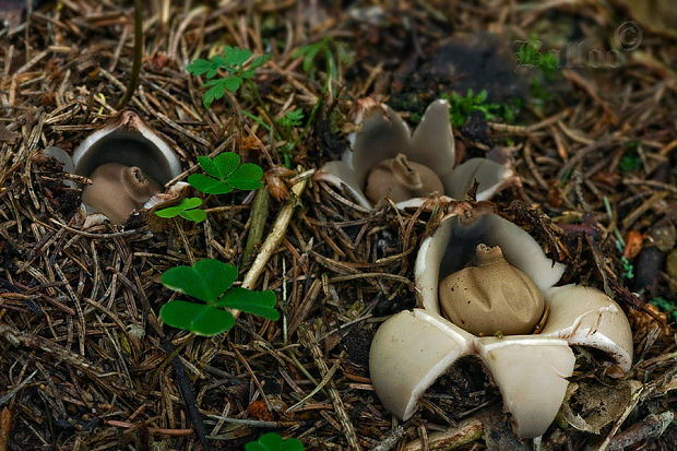 hviezdovka trojitá Geastrum triplex Jungh.