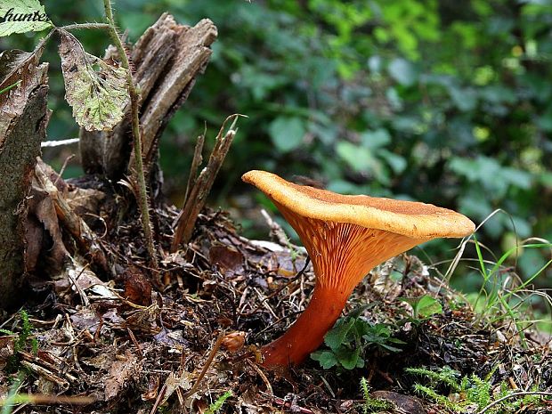 líška oranžová Hygrophoropsis aurantiaca (Wulfen) Maire