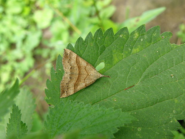 pamora žihľavová / zobonosec kopřivový Hypena proboscidalis Linnaeus, 1758