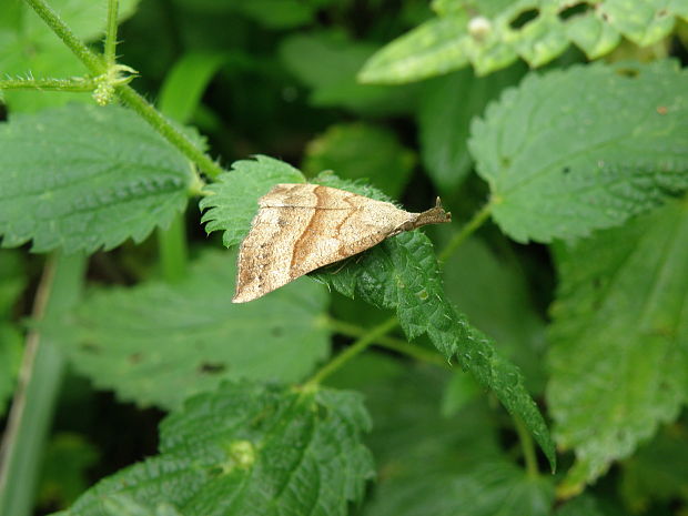 pamora žihľavová / zobonosec kopřivový Hypena proboscidalis Linnaeus, 1758