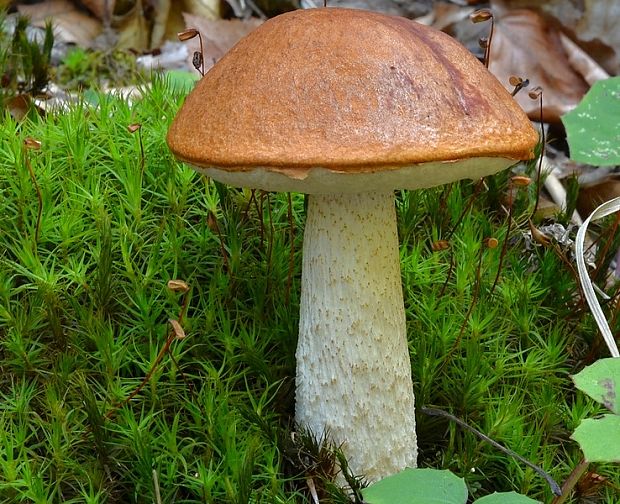 kozák osikový Leccinum albostipitatum den Bakker & Noordel.