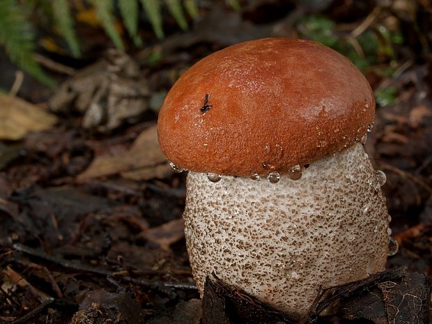 kozák dubový Leccinum aurantiacum (Bull.) Gray