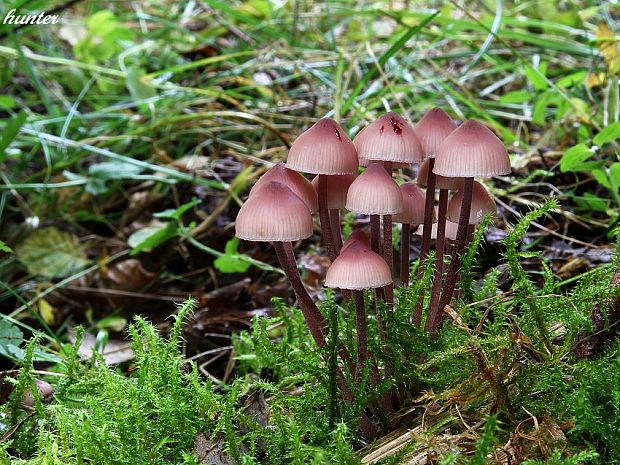 prilbička krvavomliečna Mycena haematopus (Pers.) P. Kumm.