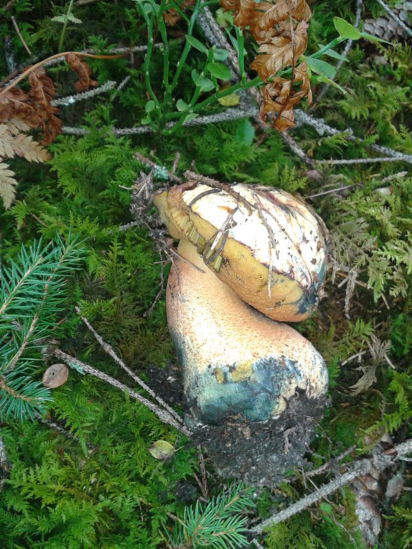 hríb zrnitohlúbikový odfarbený Neoboletus xanthopus (Quél.) Krieglst.