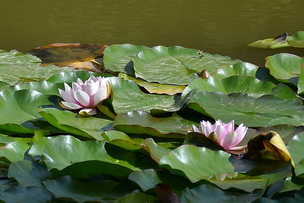 lekno Nymphaea sp.