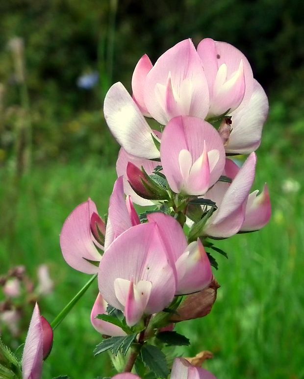 ihlica tŕnitá Ononis spinosa L.