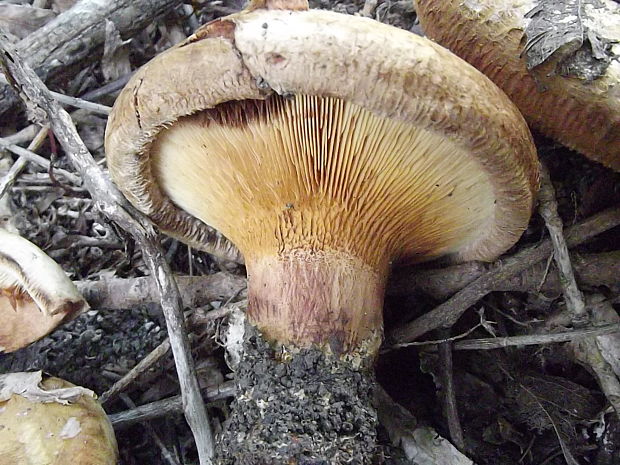 čechračka podvinutá Paxillus involutus (Batsch) Fr.