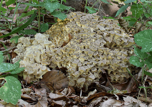 trúdnik klobúčkatý Polyporus umbellatus (Pers.) Fr.