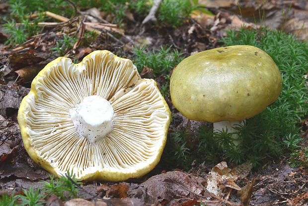 plávka tmavopurpurová Russula atropurpurea (Krombh.) Britzelm.