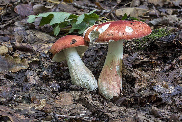 plávka Russula sp.