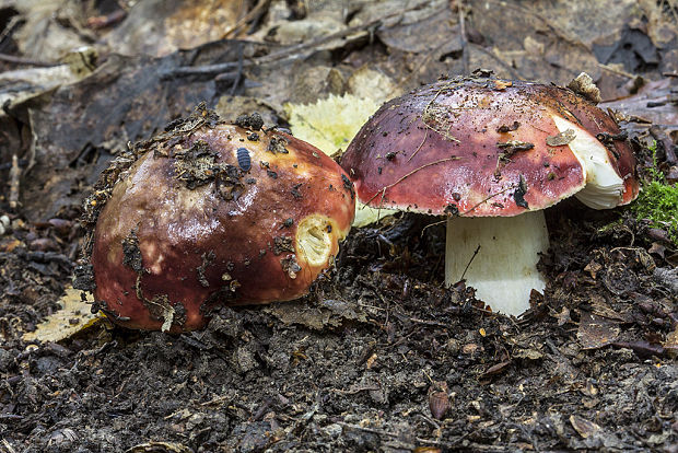 plávka Russula sp.