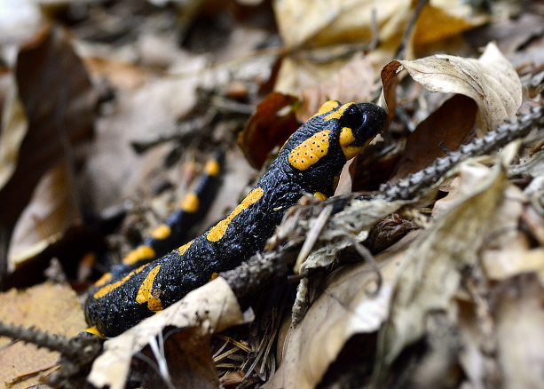 salamandra škvrnitá Salamandra salamandra