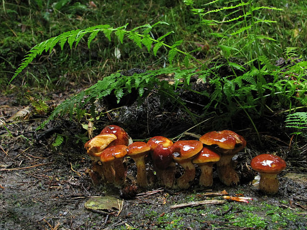 masliak smrekovcový Suillus grevillei (Klotzsch) Singer