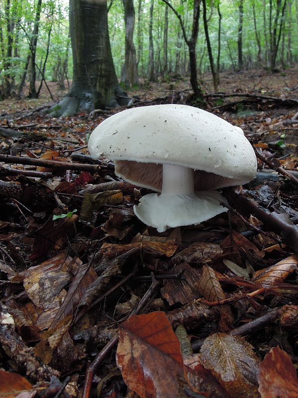 pečiarka Agaricus sp.