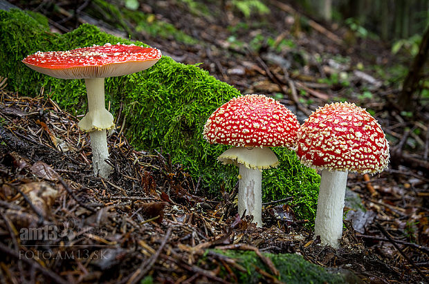 muchotrávka červená Amanita muscaria (L.) Lam.