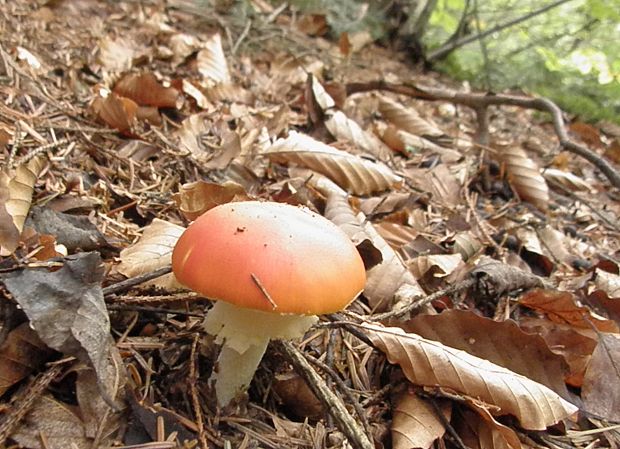 muchotrávka červená Amanita muscaria (L.) Lam.