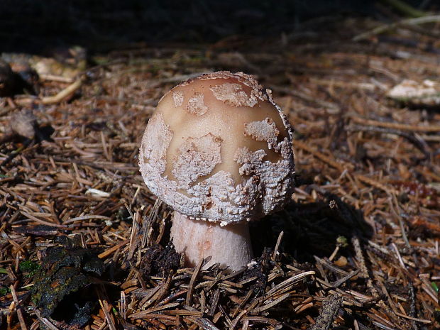 muchotrávka červenkastá Amanita rubescens Pers.