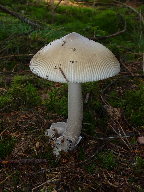 muchotrávka Amanita sp.