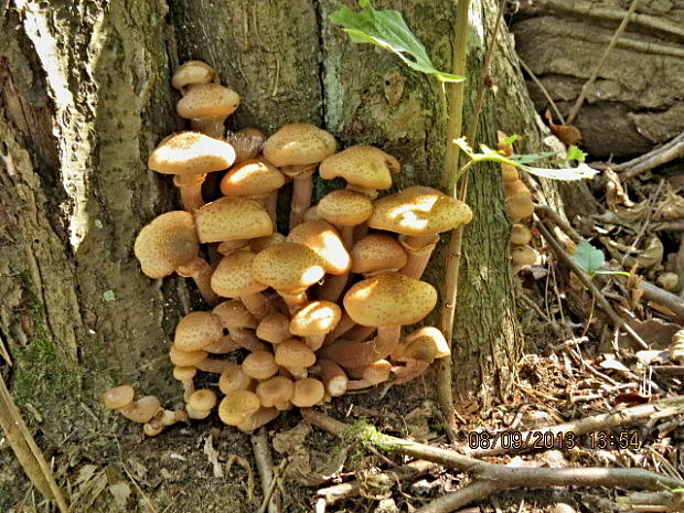 podpňovka Armillaria sp.