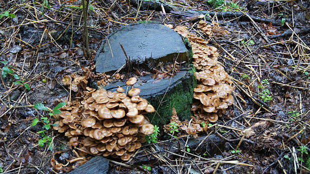 podpňovka Armillaria sp.