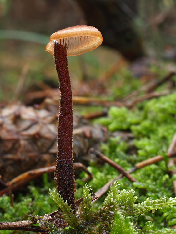 lopatovka obyčajná Auriscalpium vulgare Gray