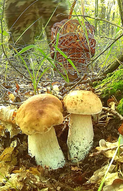 hríb smrekový šaštínsky Boletus edulis var. arenarius H. Engel, Krieglst. & Dermek 1983