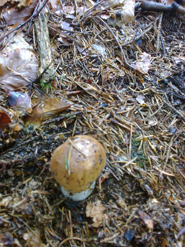 hríb smrekový Boletus edulis Bull.