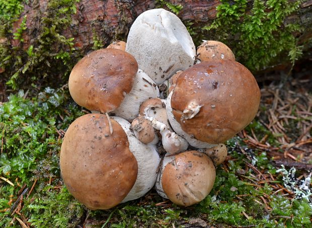 hríb smrekový Boletus edulis Bull.