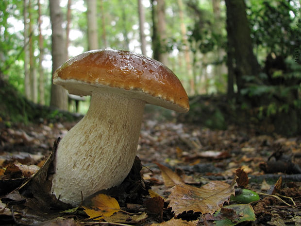 hríb smrekový Boletus edulis Bull.