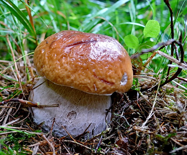 hríb smrekový Boletus edulis Bull.