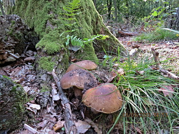 hríb dubový Boletus reticulatus Schaeff.