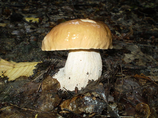 hríb dubový Boletus reticulatus Schaeff.