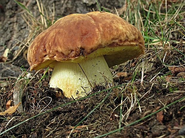 hríb príveskatý-hřib přívěskatý Butyriboletus appendiculatus (Schaeff. ex Fr.) Secr.