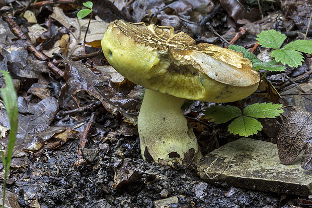 hríb striebristý Butyriboletus fechtneri (Velen.) D. Arora & J.L. Frank