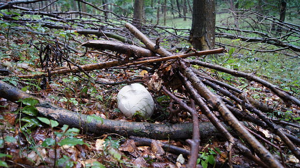 vatovec obrovský Calvatia gigantea (Batsch) Lloyd